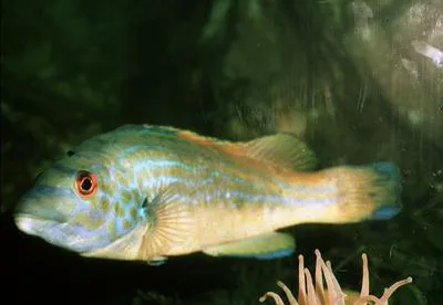 Cuckoo wrasse (Labrus mixtus)