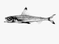 Cucumber fish (Paraulopus nigripinnis)