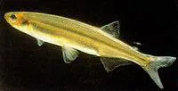 Cucumberfish (Retropinna retropinna)