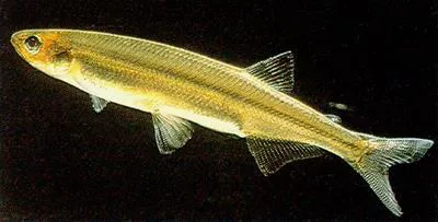 Cucumberfish (Retropinna retropinna)