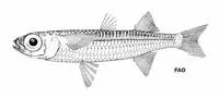 Culion silverside (Atherinomorus regina)