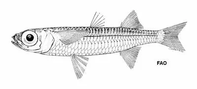 Culion silverside (Atherinomorus regina)