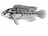Cunene dwarf happy (Orthochromis machadoi)