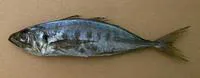 Cunene horse mackerel (Trachurus trecae)