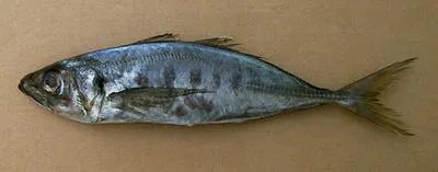 Cunene horse mackerel (Trachurus trecae)