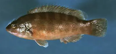 Cunner (Tautogolabrus adspersus)