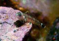 Cunningham's triplefin (Helcogrammoides cunninghami)