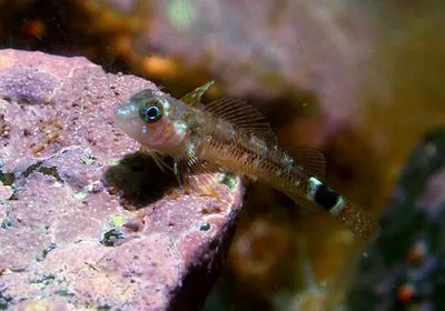 Cunningham's triplefin (Helcogrammoides cunninghami)