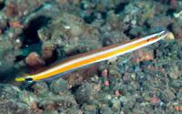 Curious wormfish (Gunnellichthys curiosus)