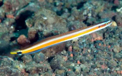 Curious wormfish (Gunnellichthys curiosus)