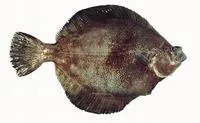 Curlfin sole (Pleuronichthys decurrens)