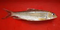 Curmuca barb (Hypselobarbus curmuca)