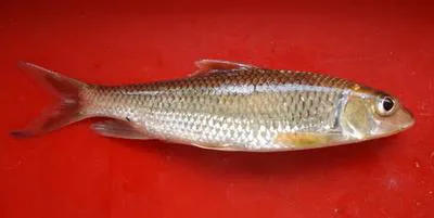 Curmuca barb (Hypselobarbus curmuca)