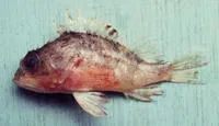 Curvedspine scorpionfish (Neomerinthe procurva)