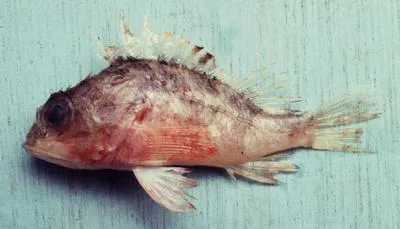 Curvedspine scorpionfish (Neomerinthe procurva)