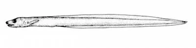 Cuskpout (Derepodichthys alepidotus)