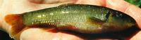 Cutlips minnow (Exoglossum maxillingua)