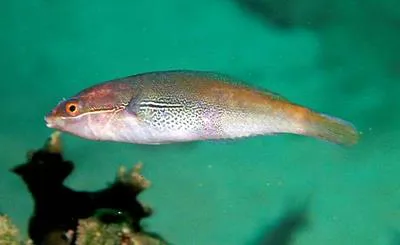 Cutribbon wrasse (Stethojulis interrupta)