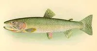 Cutthroat trout (Oncorhynchus clarkii clarkii)