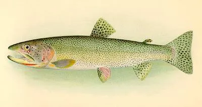 Cutthroat trout (Oncorhynchus clarkii clarkii)