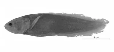 Cuyo coralbrotula (Paradiancistrus cuyoensis)