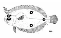 Cyclope flounder (Ancylopsetta cycloidea)