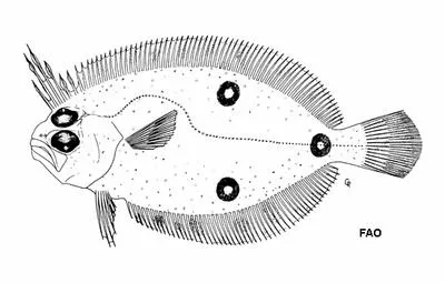 Cyclope flounder (Ancylopsetta cycloidea)