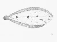 Cyclope sole (Pegusa triophthalma)
