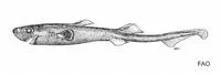 Cylindrical lantern shark (Etmopterus carteri)