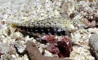 Cylindrical sandperch (Parapercis cylindrica)