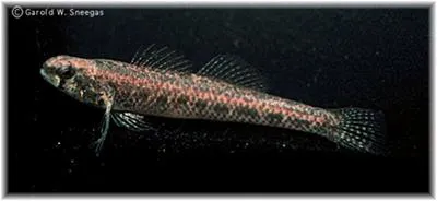 Cypress darter (Etheostoma proeliare)