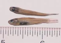 Cypress minnow (Hybognathus hayi)