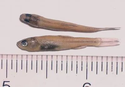 Cypress minnow (Hybognathus hayi)