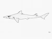 Cyrano spurdog (Squalus rancureli)