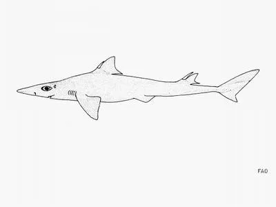 Cyrano spurdog (Squalus rancureli)