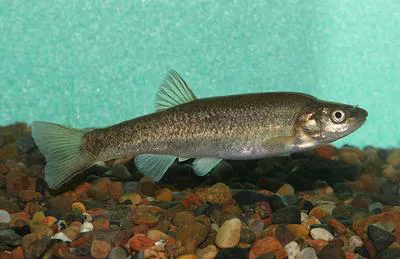 Czekanowski's minnow (Rhynchocypris czekanowskii)