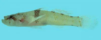 Dabra goby (Feia dabra)