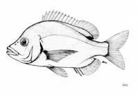 Daggerhead seabream (Chrysoblephus cristiceps)