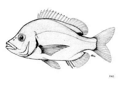Daggerhead seabream (Chrysoblephus cristiceps)