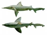 Daggernose shark (Isogomphodon oxyrhynchus)