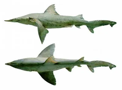 Daggernose shark (Isogomphodon oxyrhynchus)