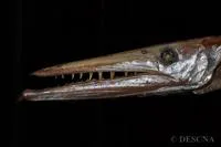 Daggertooth (Anotopterus pharao)