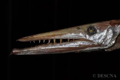 Daggertooth (Anotopterus pharao)