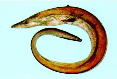 Daggertooth pike conger (Muraenesox cinereus)