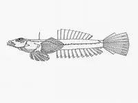 Dainty dragonet (Draculo celetus)