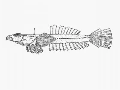 Dainty dragonet (Draculo celetus)