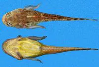 Daisy midshipman (Porichthys margaritatus)