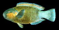Daisy parrotfish (Chlorurus sordidus)