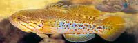 Dalhousie mogurnda (Mogurnda thermophila)