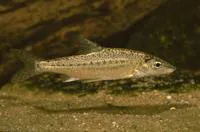 Dalmatian barbelgudgeon (Aulopyge huegelii)
